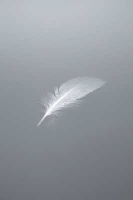 Dreamy feather