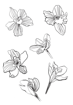 Orkidé - Schetsboekpagina