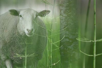 Owce na zielonych pastwiskach