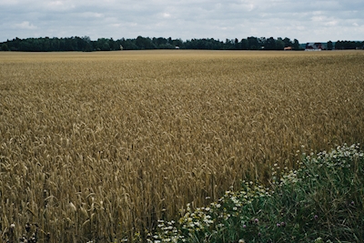 Fields of Swedish summer