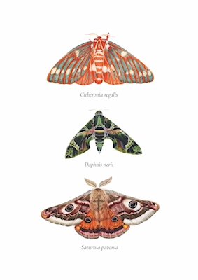 Moths hand-painted 