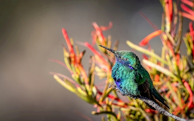 Nickerchen Kolibris