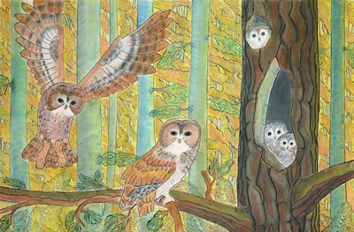 the Owl Family