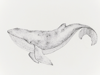 Horisontal whale