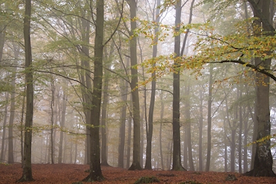 Forêt de hêtres enveloppée de brume