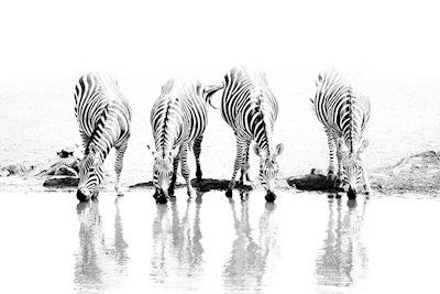 Zebras an Wasserstellen
