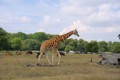 Girafe dans la savane danoise