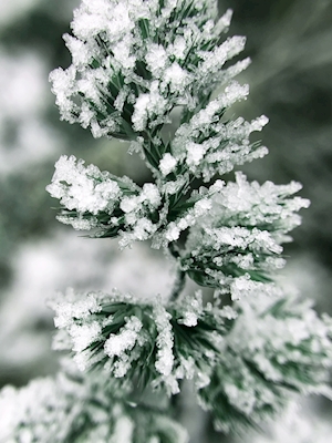 Green frost