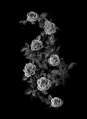 Rosen der Nacht schwarz und weiß