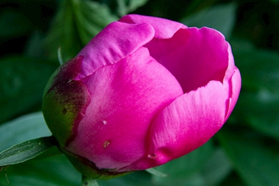 Peônia em rosa