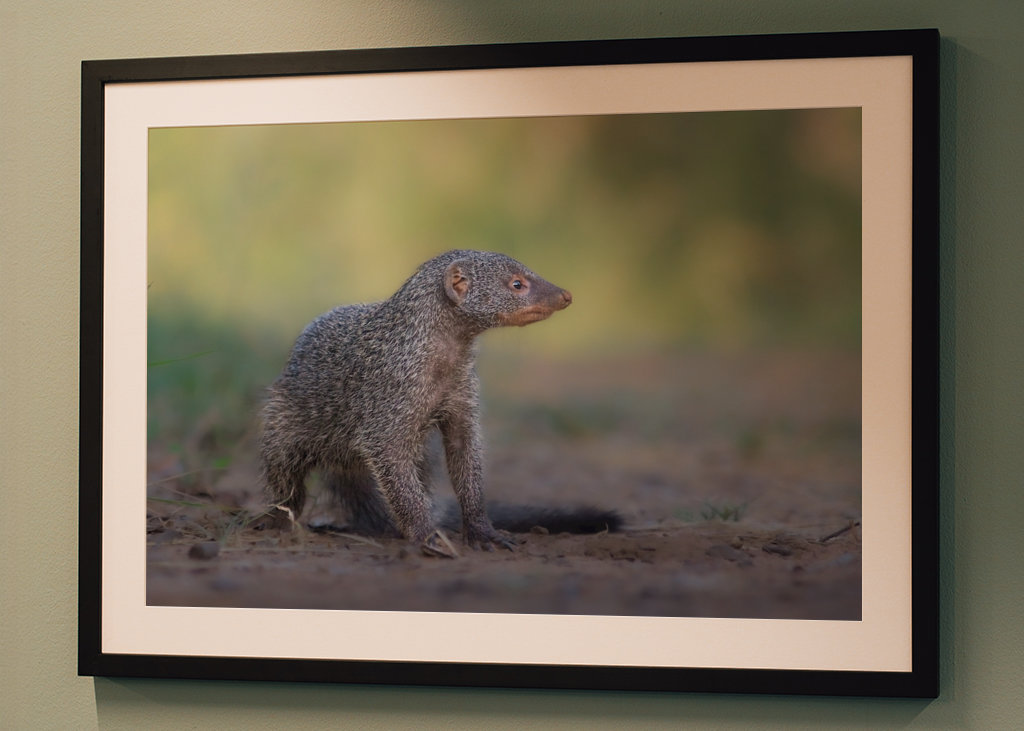 Manguste en Simbabwe