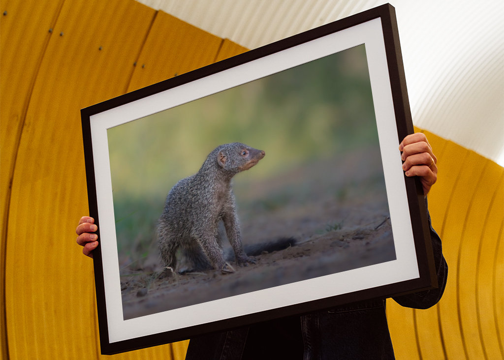 Manguste en Simbabwe