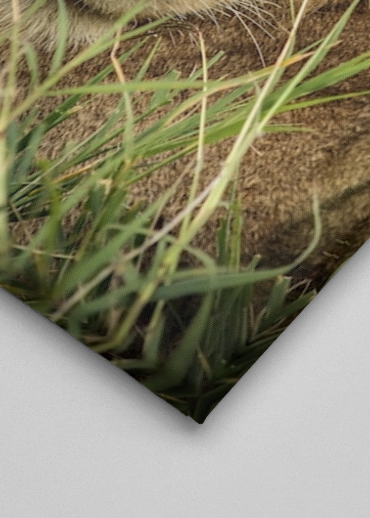 Junger Löwe in Uganda