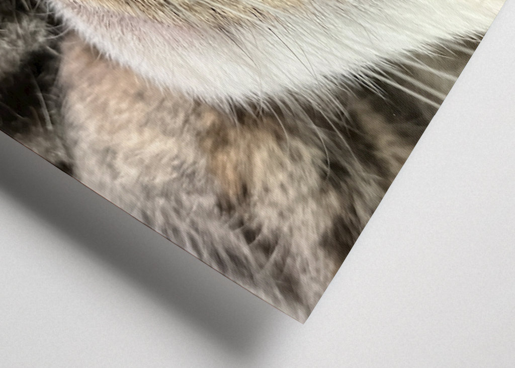 Nærbilde av malende katt