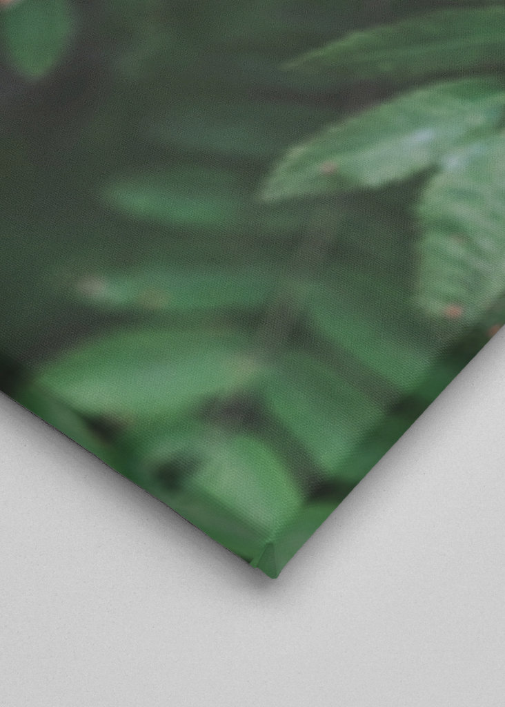 Bienvenue derrière les arbres