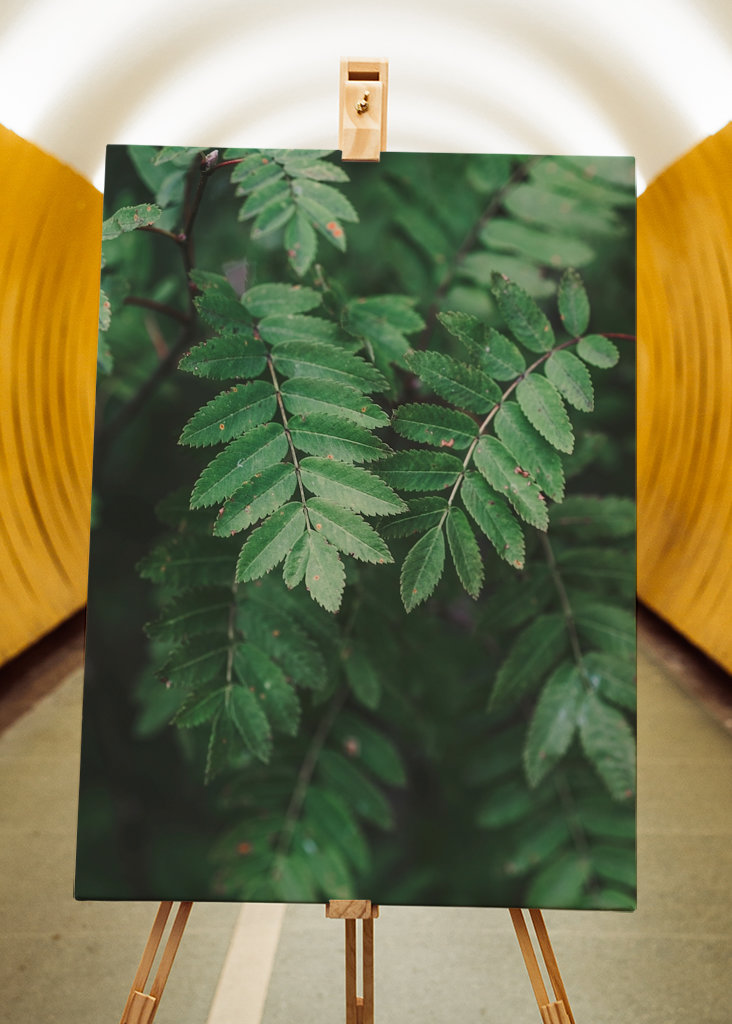 Bienvenue derrière les arbres