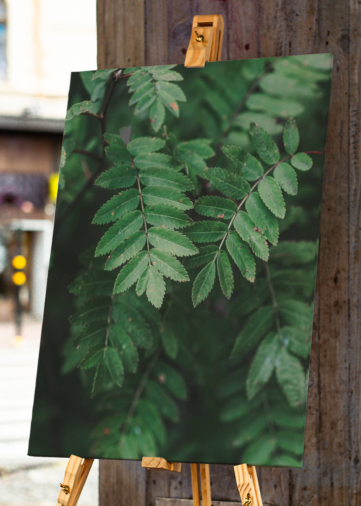 Bienvenue derrière les arbres