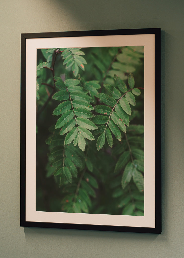 Bienvenue derrière les arbres