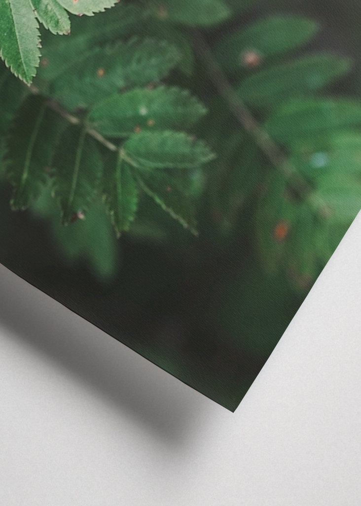 Bienvenue derrière les arbres