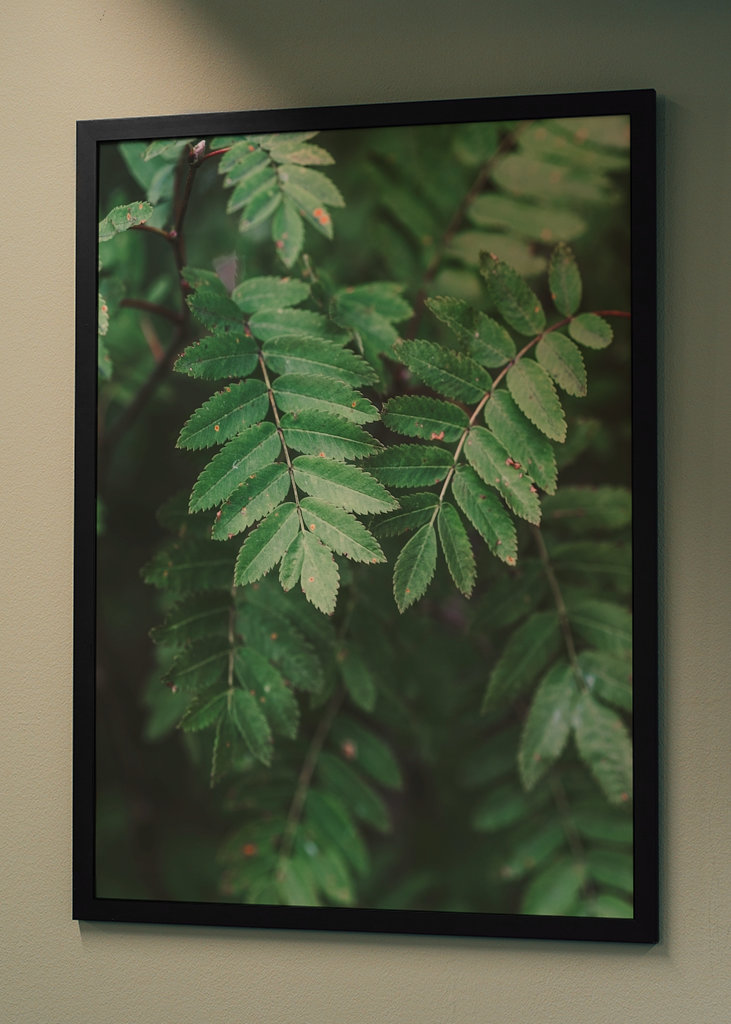 Bienvenue derrière les arbres