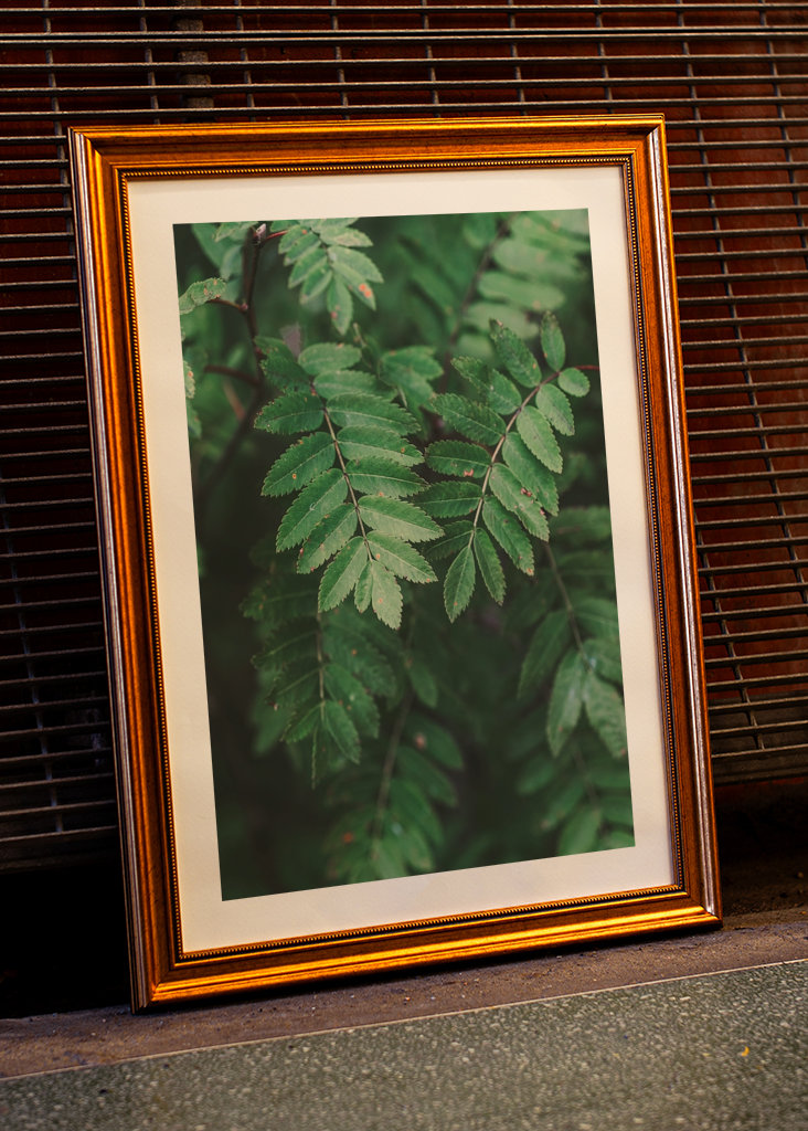 Bienvenue derrière les arbres