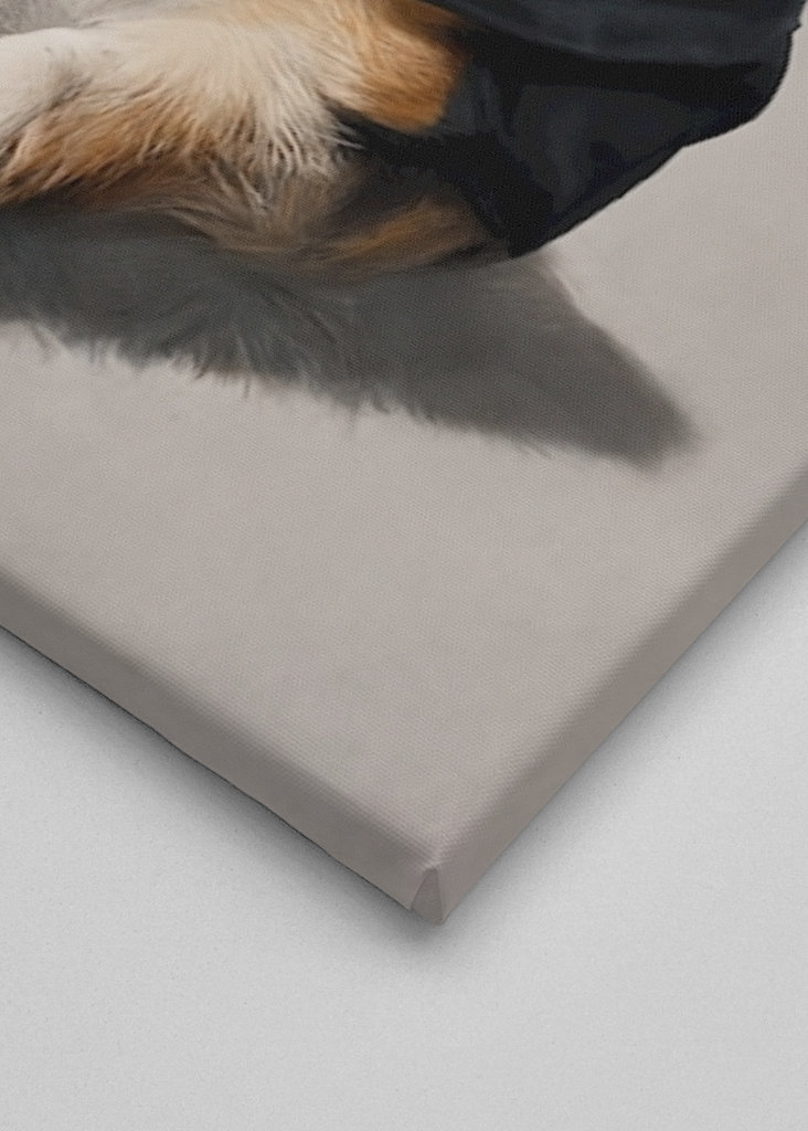 Corgi i kapucnis pulóver