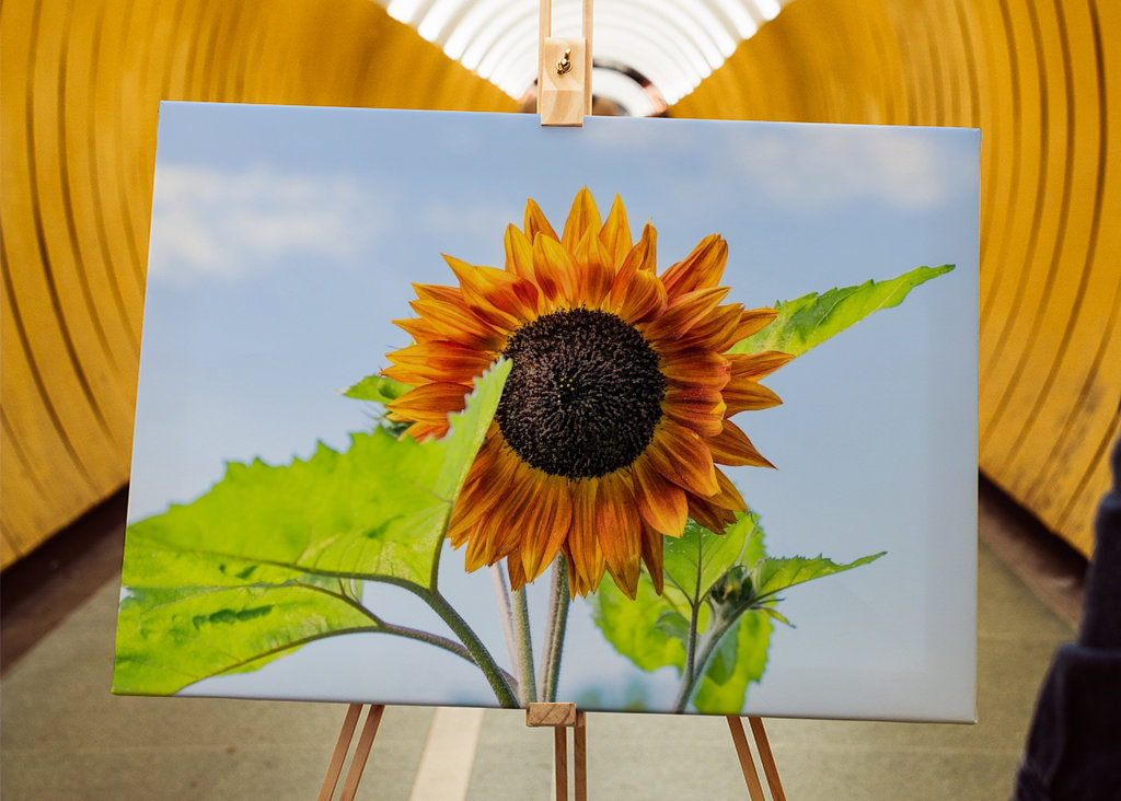 Tournesol en plein air
