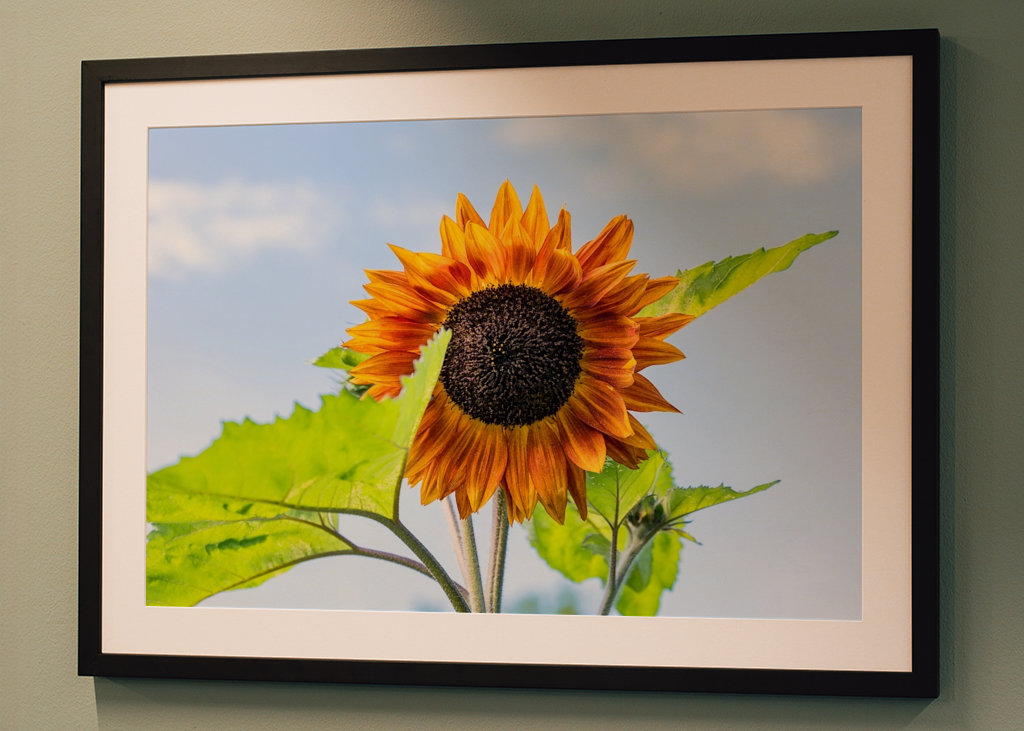 Tournesol en plein air