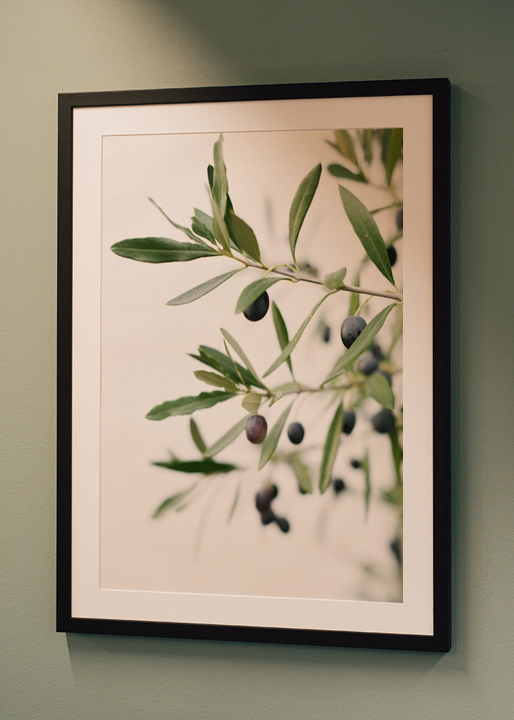 Olivengrene botanisk tryk