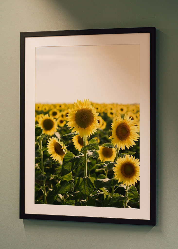 Sonnenblumen Toskana Italien