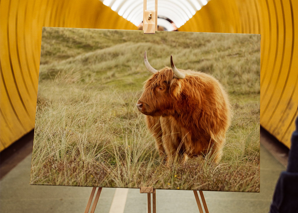 Skotsk højlandskvæg