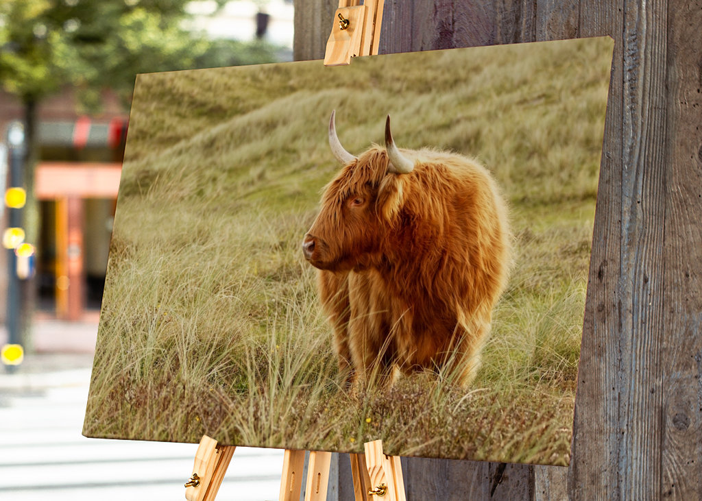 Skotsk højlandskvæg