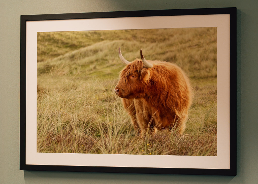 Skotsk højlandskvæg