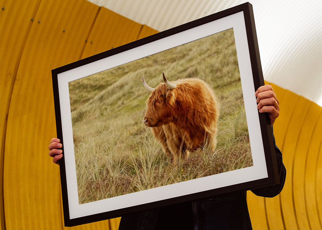 Skotsk højlandskvæg