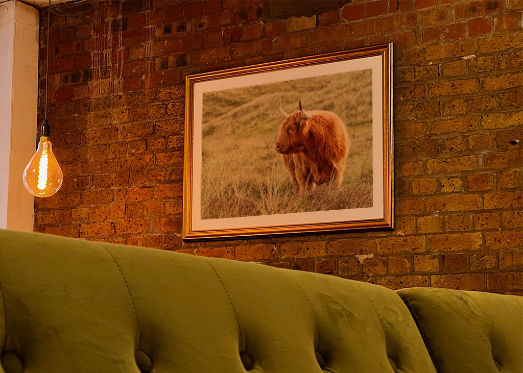 Skotsk højlandskvæg