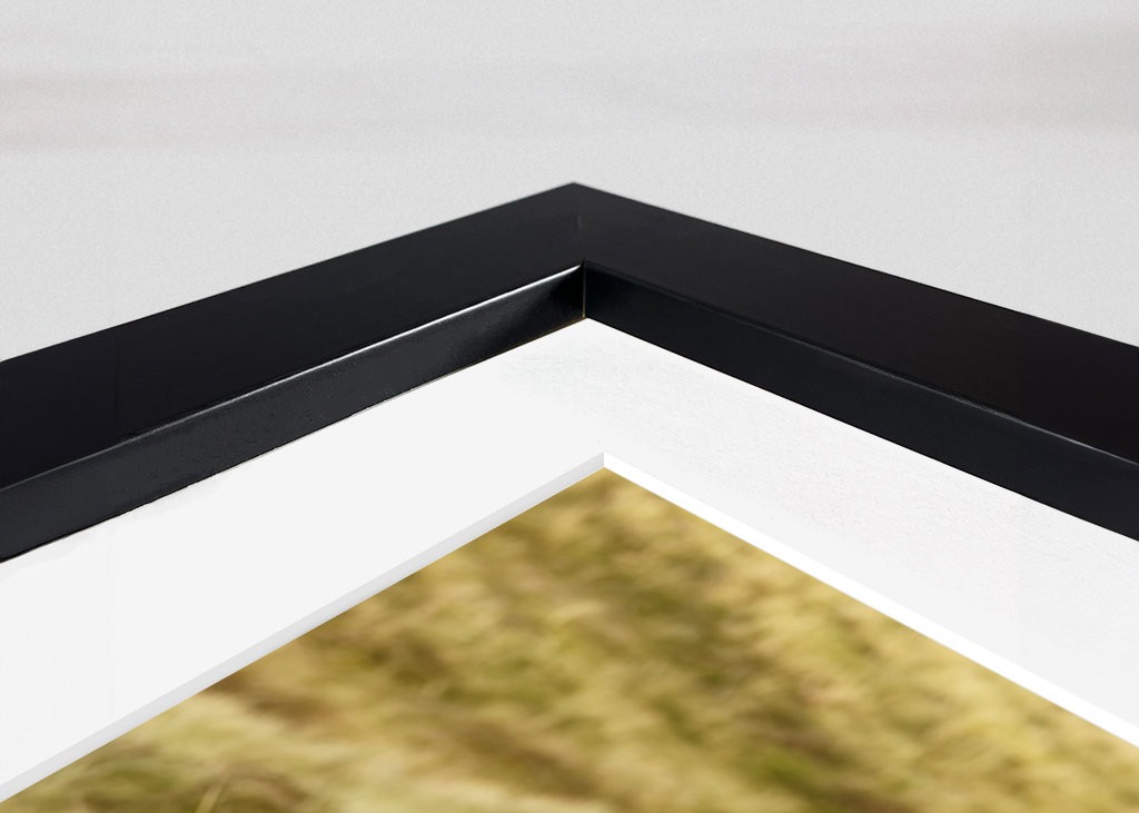 Skotsk højlandskvæg