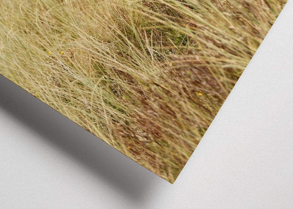 Skotsk højlandskvæg