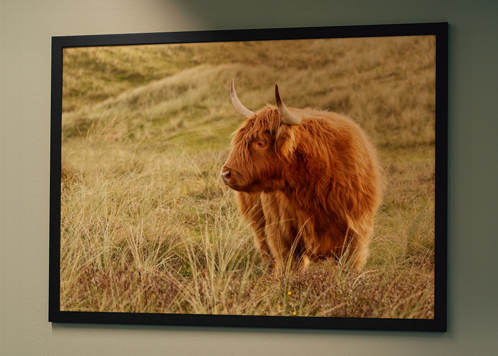 Skotsk højlandskvæg