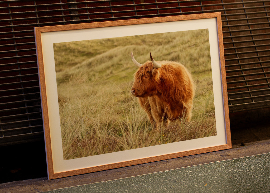 Skotsk højlandskvæg