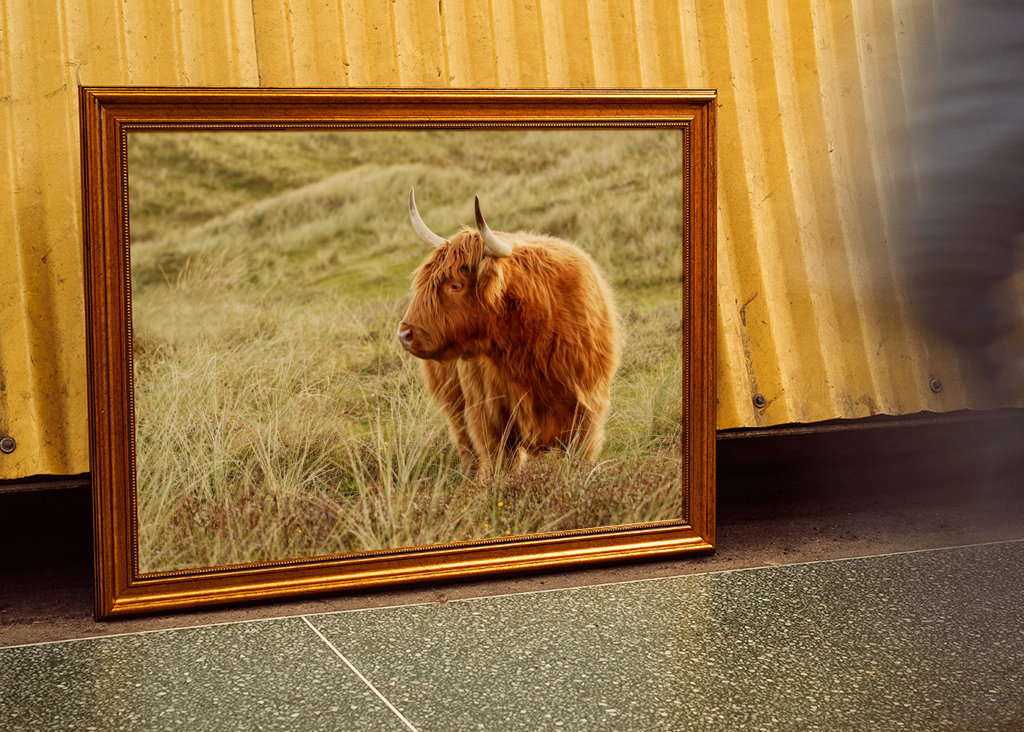 Skotsk højlandskvæg