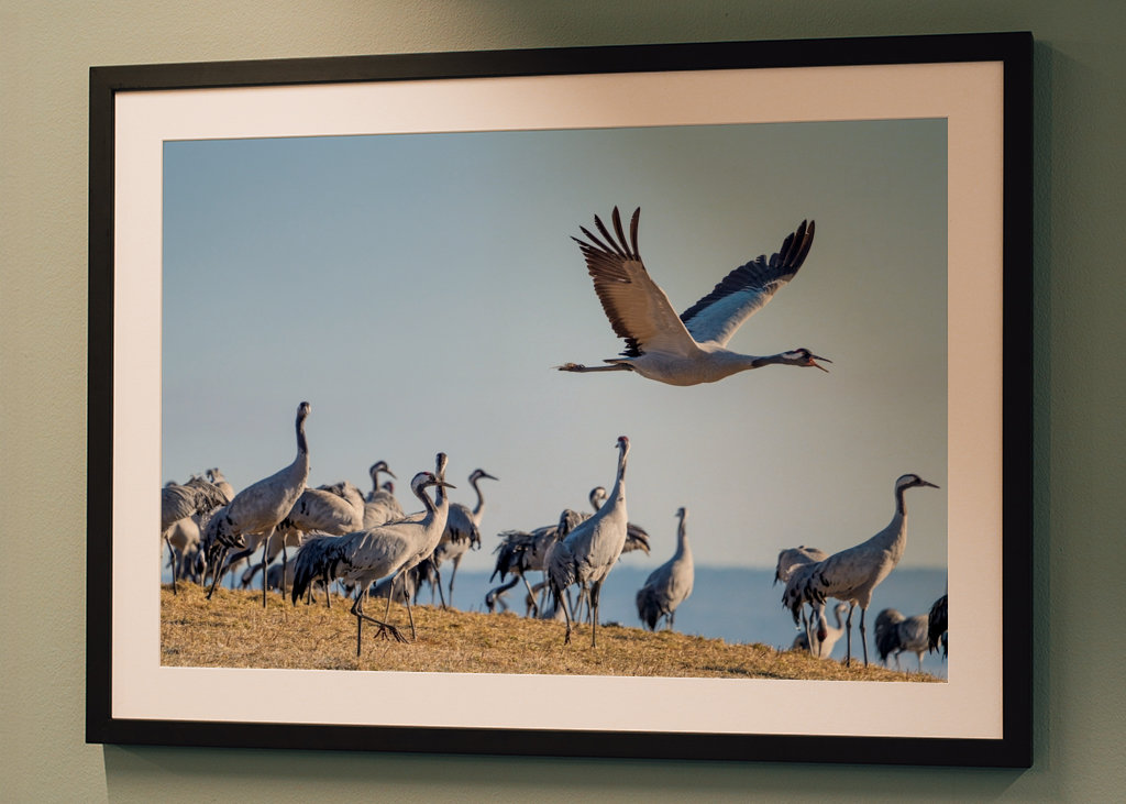 Jeřáb, letící velký pták