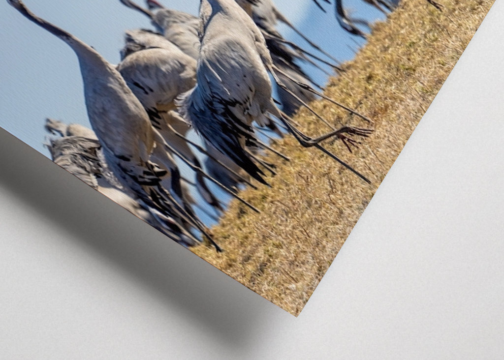 Jeřáb, letící velký pták