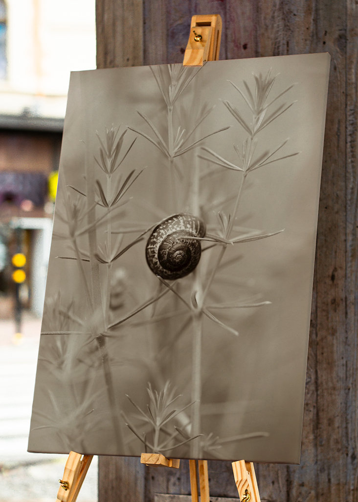Schneckenhaus in sepia