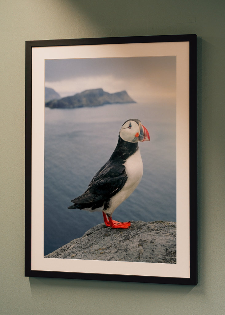 El frailecillo del fin del mundo