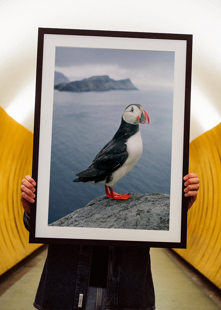 El frailecillo del fin del mundo