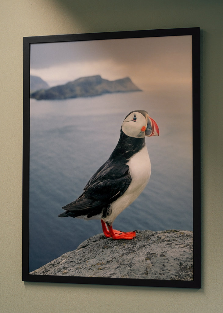 El frailecillo del fin del mundo