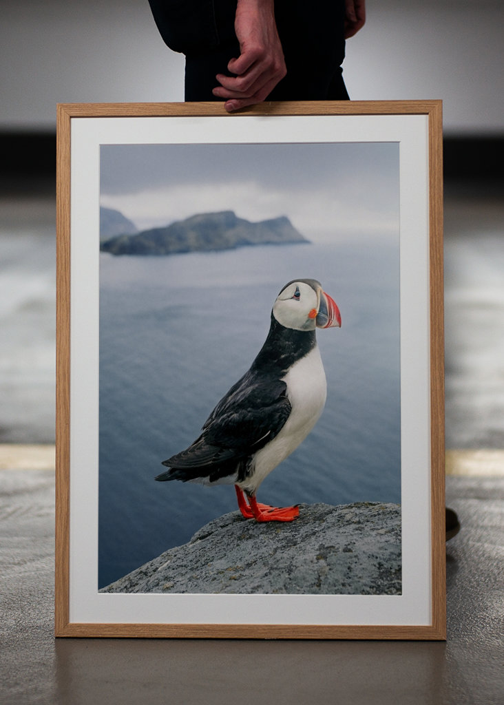 El frailecillo del fin del mundo