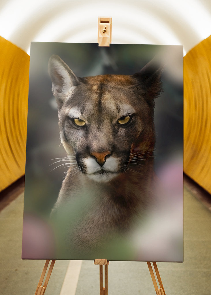 Böser Puma - Bad Cougar