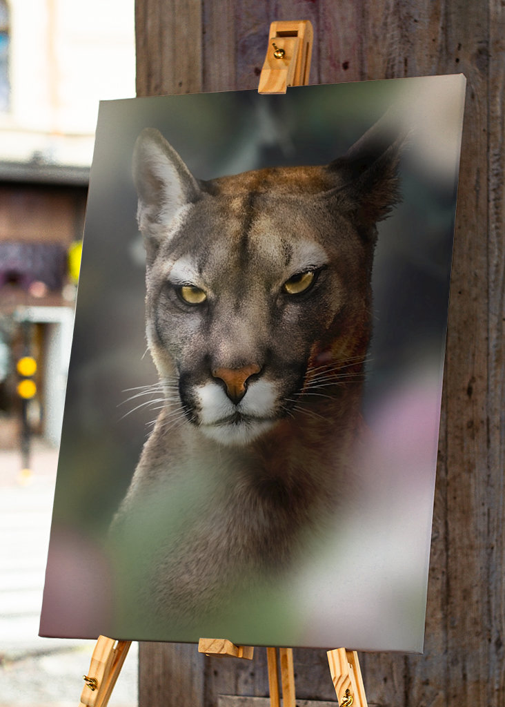 Böser Puma - Bad Cougar