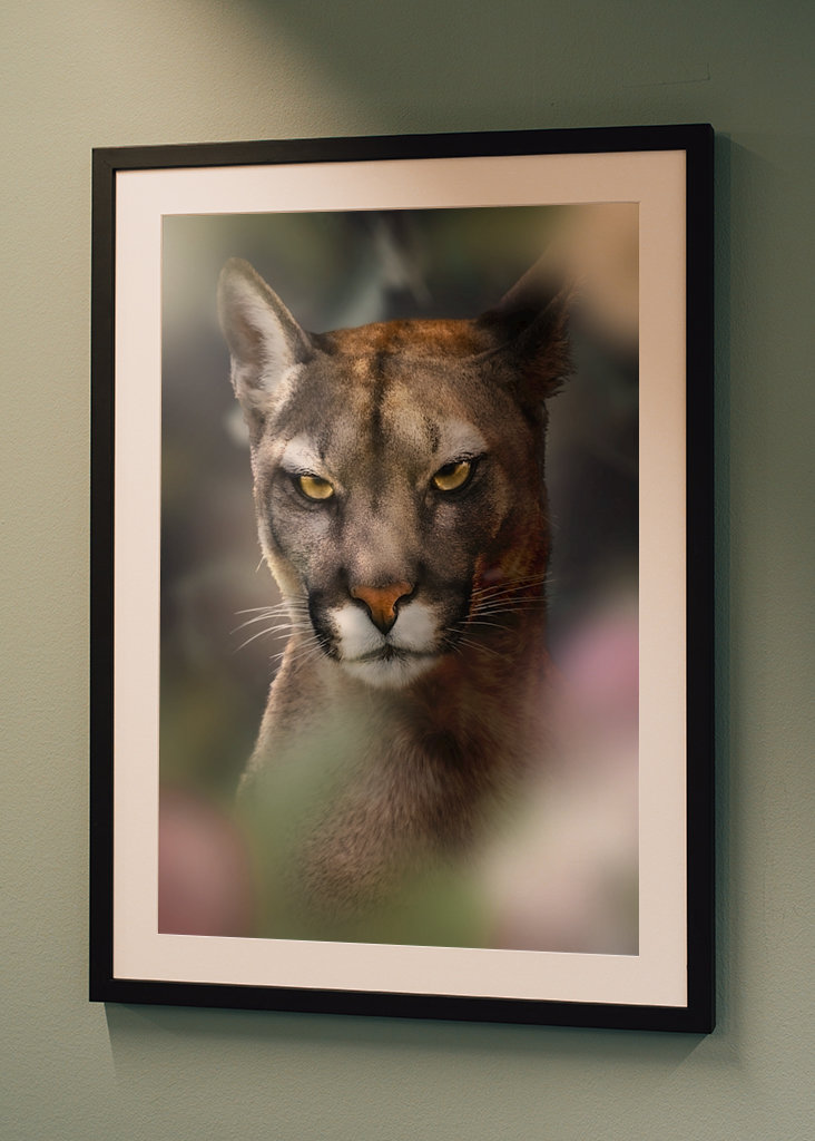 Böser Puma - Bad Cougar